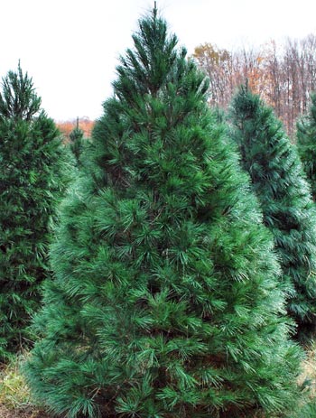 White pine on sale christmas tree